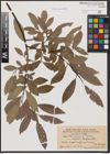 Foto von Salix caprea L. x Salix daphnoides Vill.